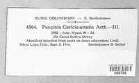 Puccinia caricis-asteris image